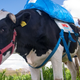 Image for article titled The weird things farmers are doing to save the environment from flatulent cows